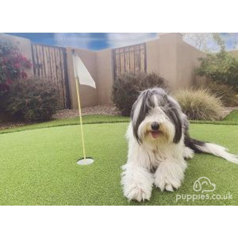 Bearded Collie