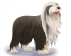Bearded Collie