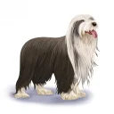Bearded Collie