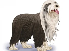 Bearded Collie