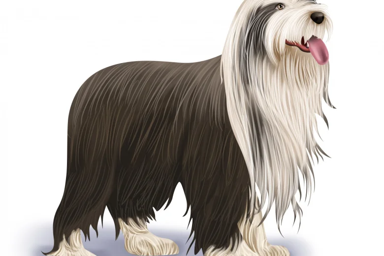 Bearded Collie