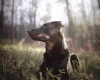 Beauceron