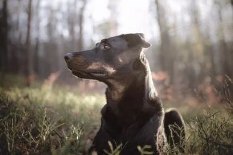 Beauceron