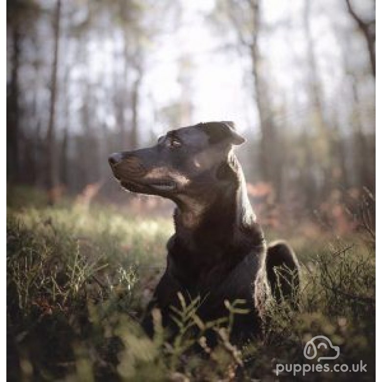 Beauceron