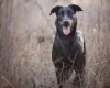 Beauceron