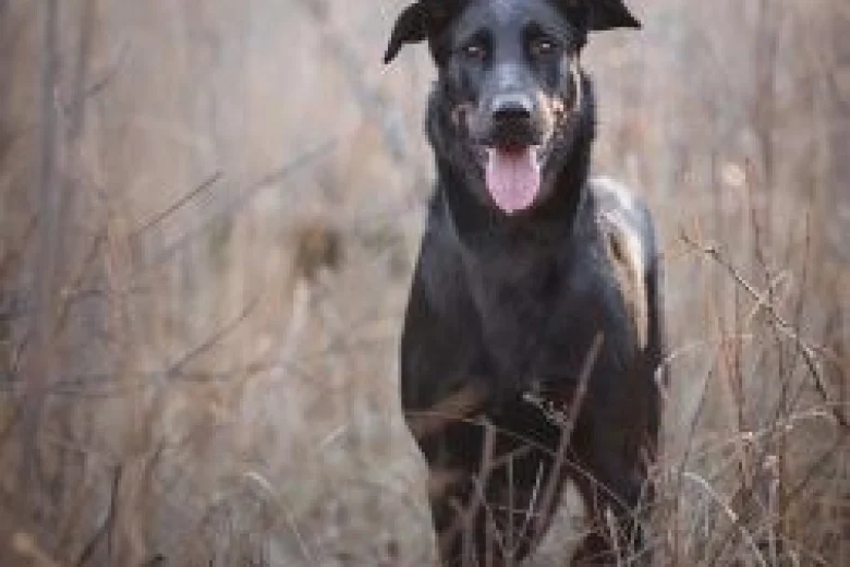 Beauceron