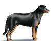 Beauceron