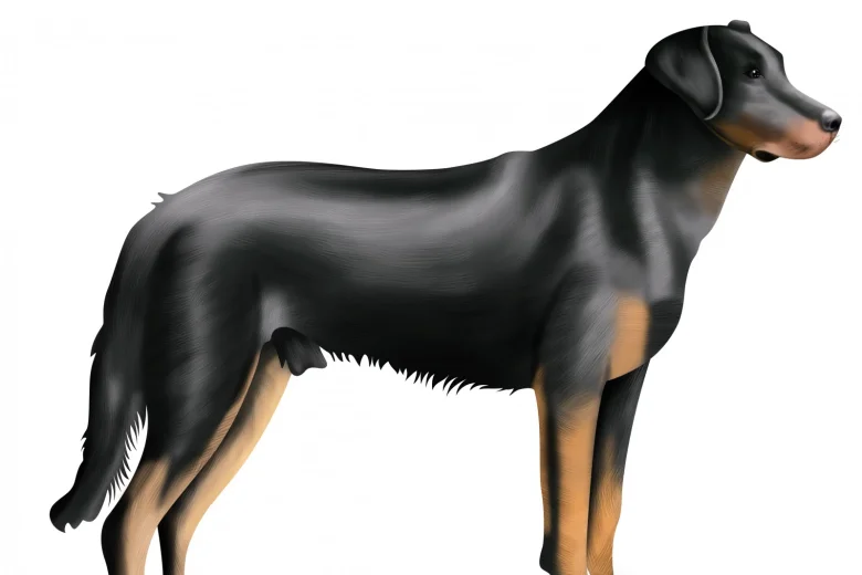 Beauceron