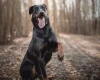 Beauceron