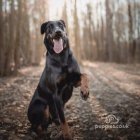 Beauceron