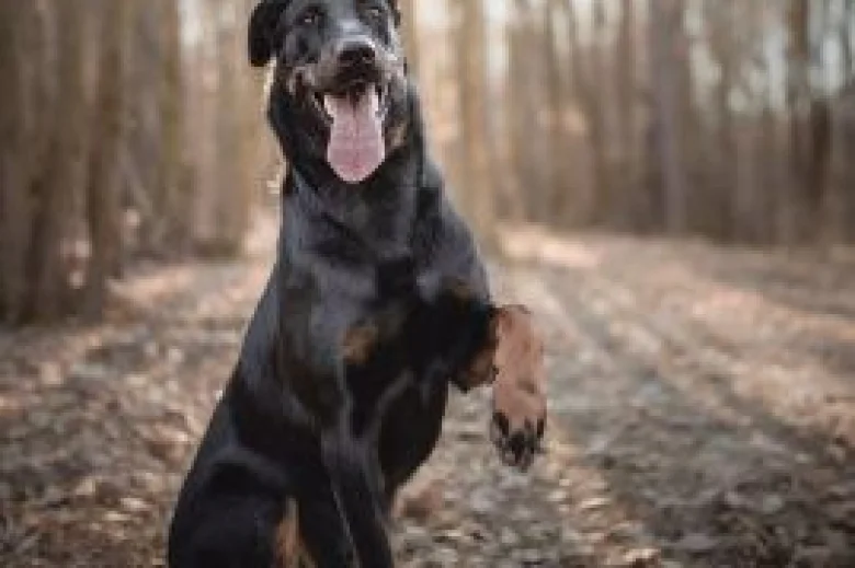 Beauceron