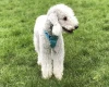 Bedlington Terrier