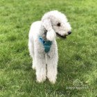 Bedlington Terrier