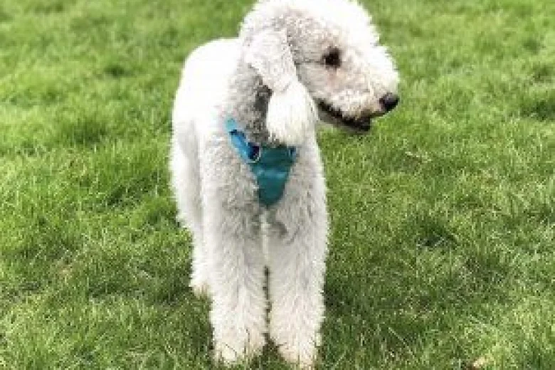 Bedlington Terrier