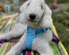 Bedlington Terrier