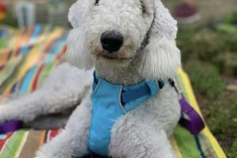 Bedlington Terrier