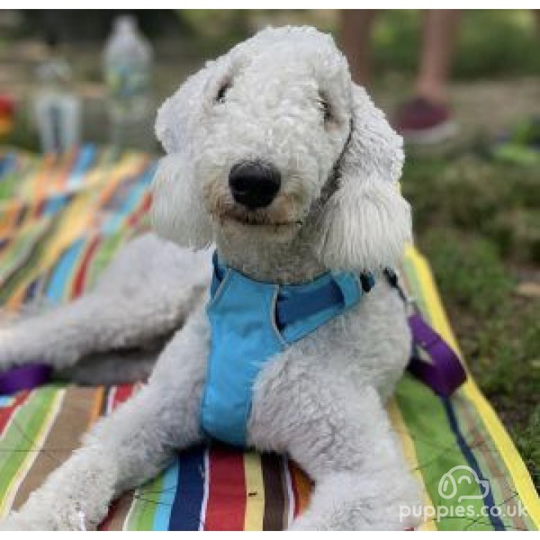 Bedlington Terrier