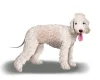 Bedlington Terrier