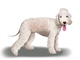 Bedlington Terrier