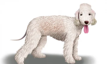 Bedlington Terrier
