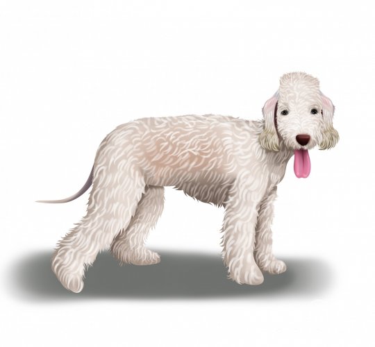 Bedlington Terrier