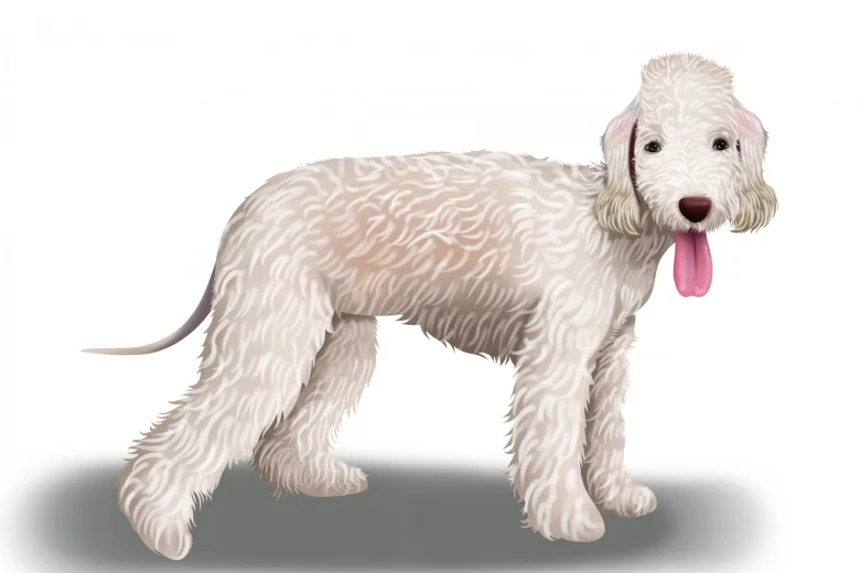 Bedlington Terrier