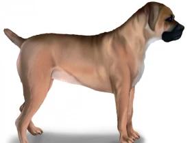 Boerboel