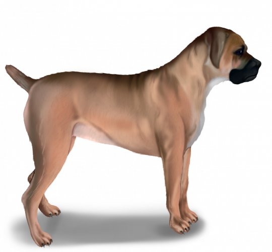 Boerboel