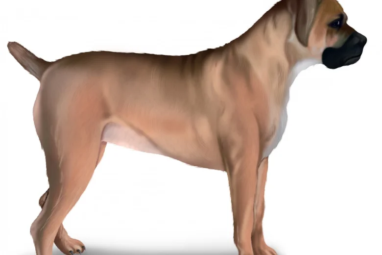Boerboel