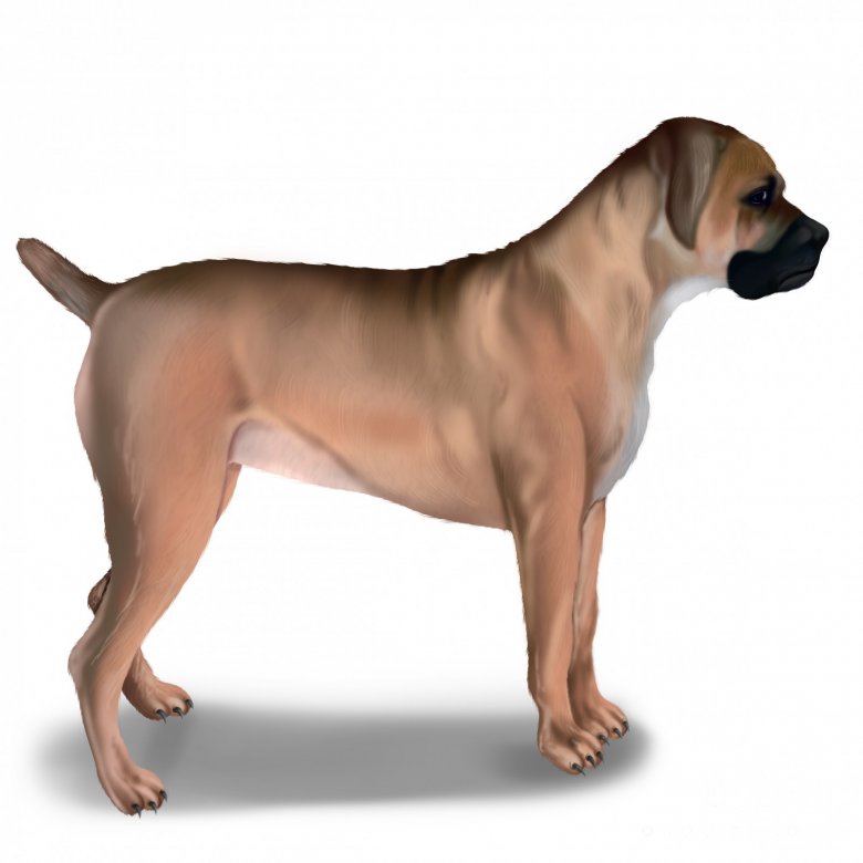 Boerboel