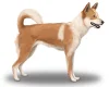 Canaan Dog