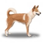 Canaan Dog