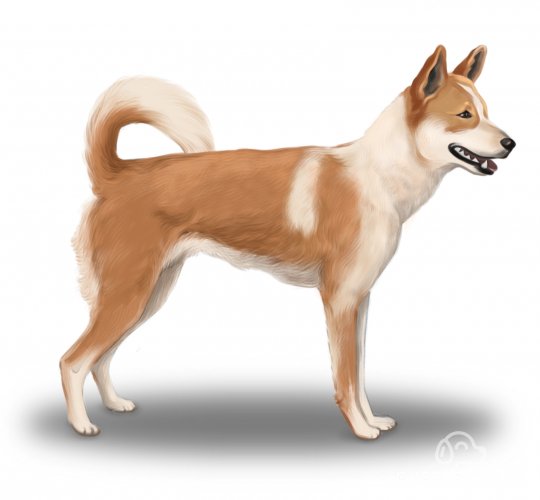 Canaan Dog