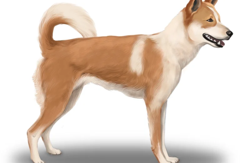 Canaan Dog