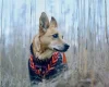 Canaan Dog