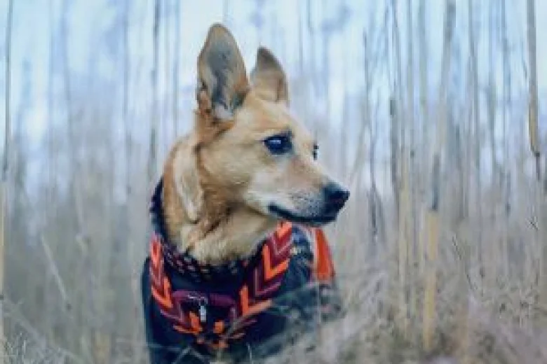 Canaan Dog