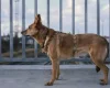 Canaan Dog
