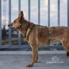 Canaan Dog