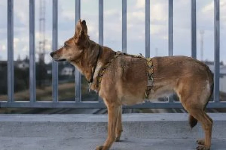 Canaan Dog