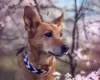 Canaan Dog