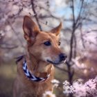 Canaan Dog