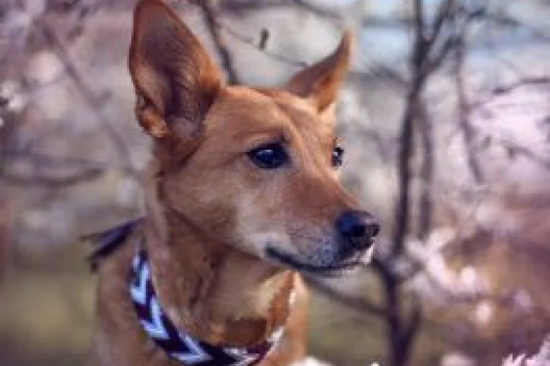 Canaan Dog