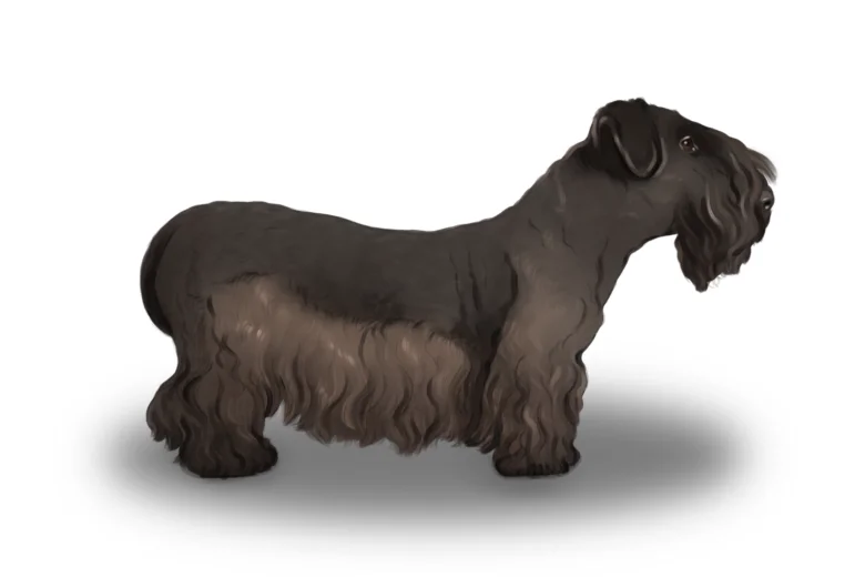 Cesky Terrier