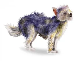 Chorkie