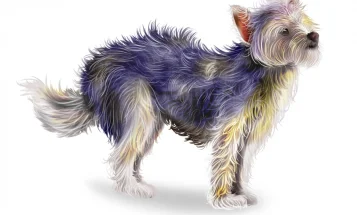 Chorkie