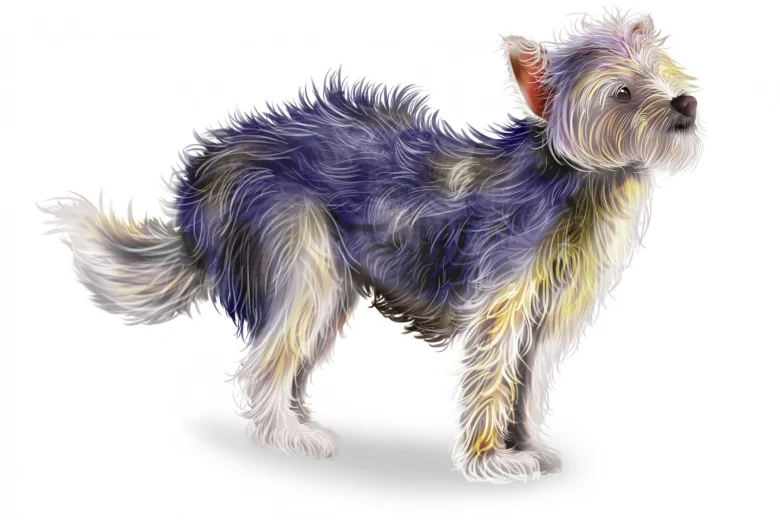 Chorkie