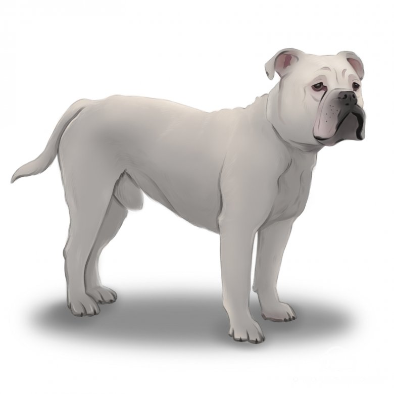 Dorset Olde Tyme Bulldogge