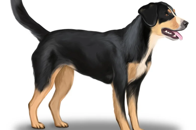 Entlebucher Mountain Dog