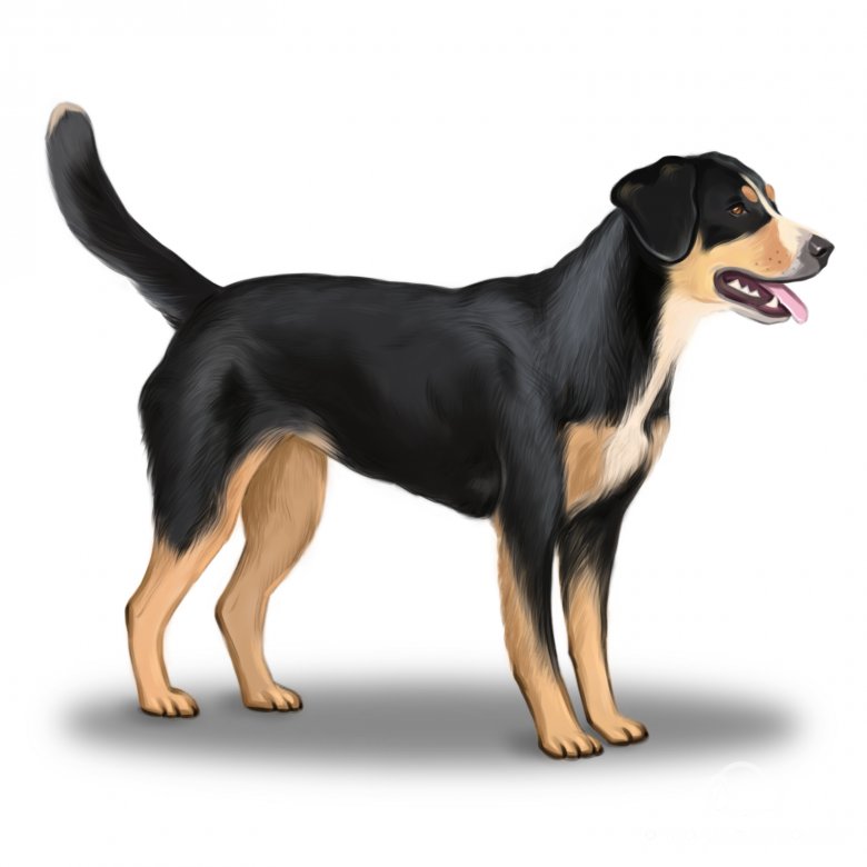 Entlebucher Mountain Dog