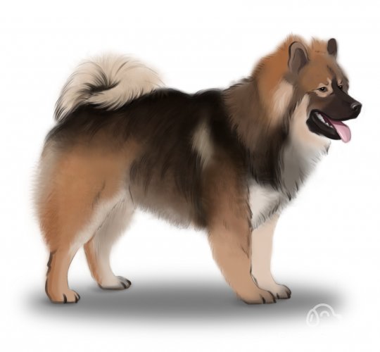 Eurasier